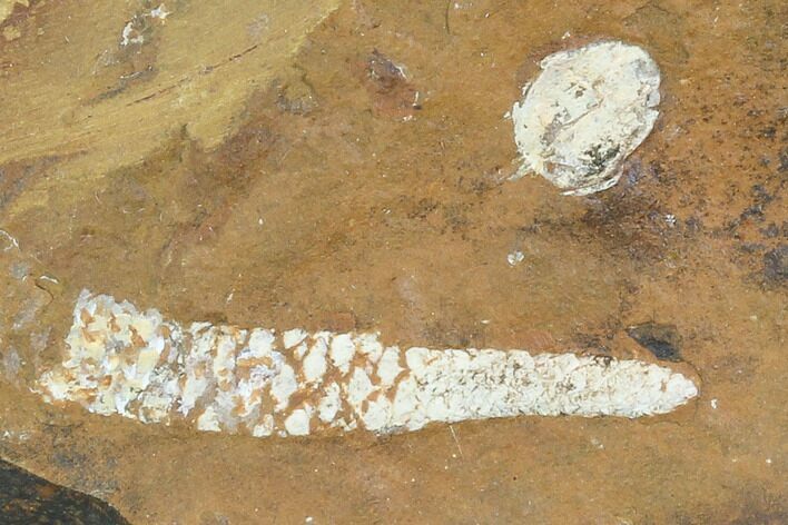 Paleocene Fossil Flower Stamen (Palaeocarpinus) - North Dakota #97943